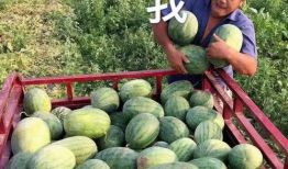 可以吃瓜娱乐圈,揭秘明星幕后故事